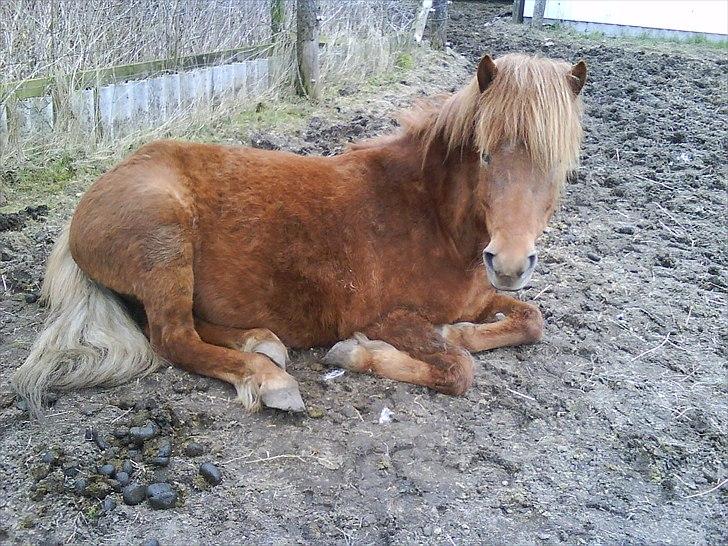 Islænder una fra skyggefaxe billede 10