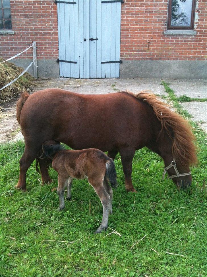 Shetlænder Cosmo<3  billede 8