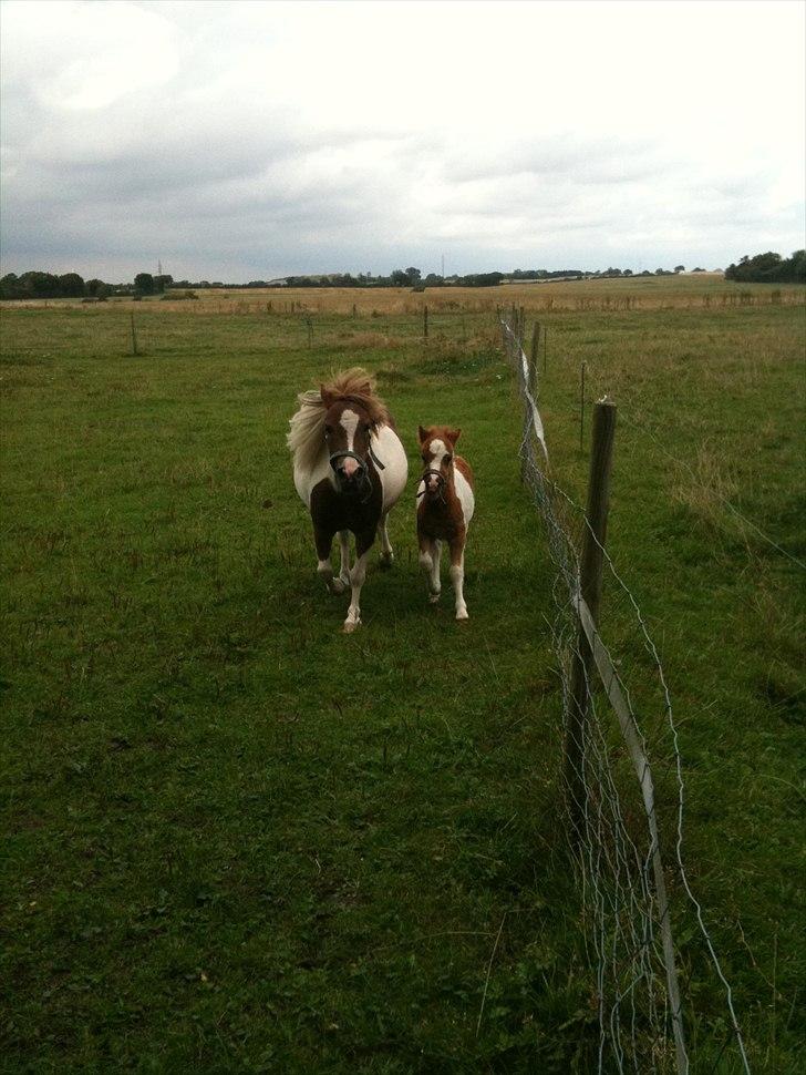 Shetlænder Coco<3 billede 16