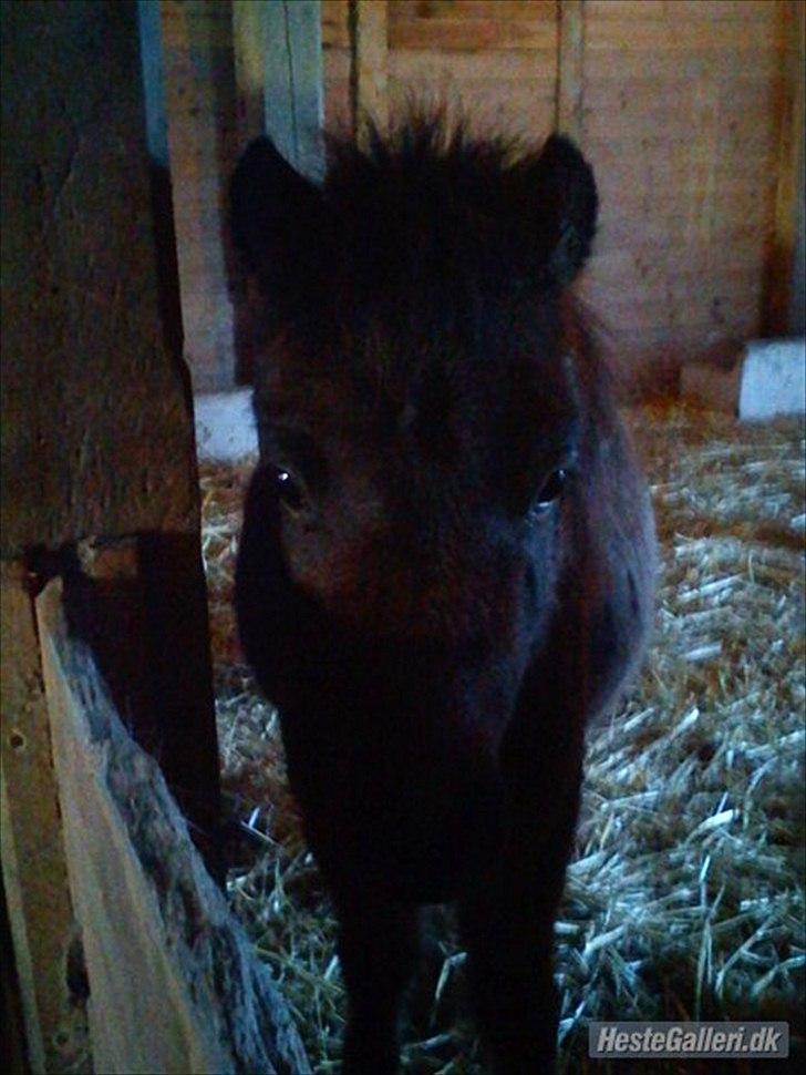 Shetlænder Cosmo<3 - Velkommen til Cosmos profil<3 håber du ligger en kommentar & bedømmelse =] billede 1