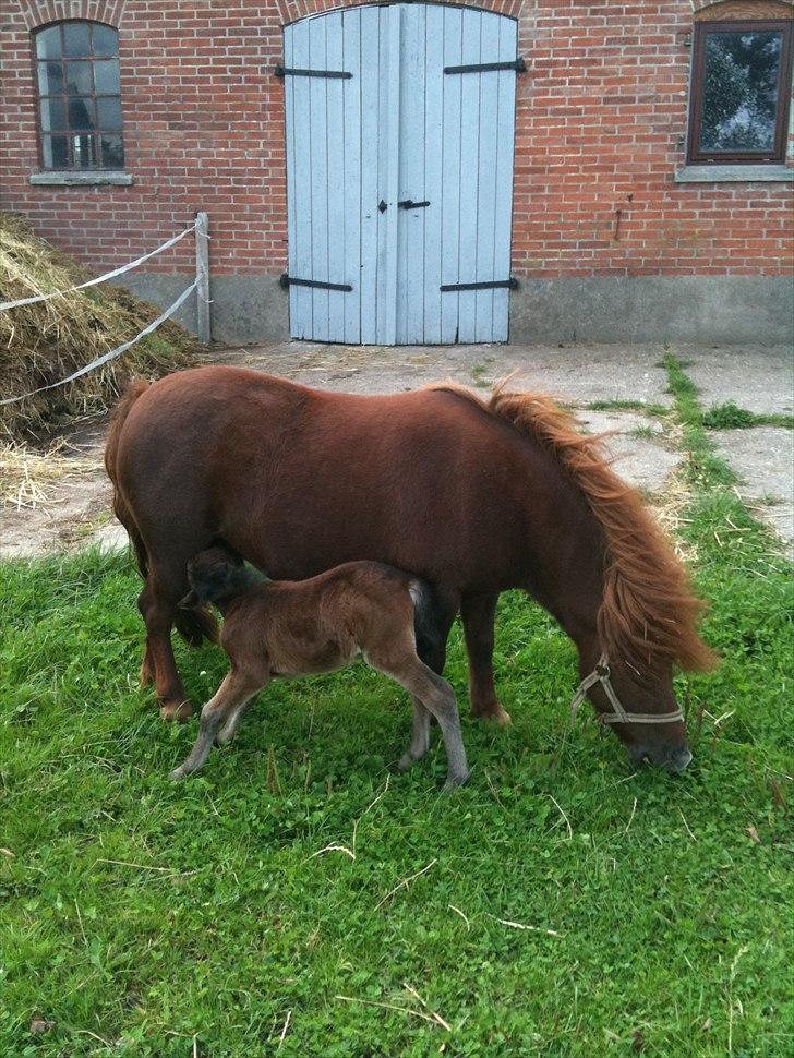 Shetlænder Cosmo<3 - En af de første gange på fold<3 billede 2
