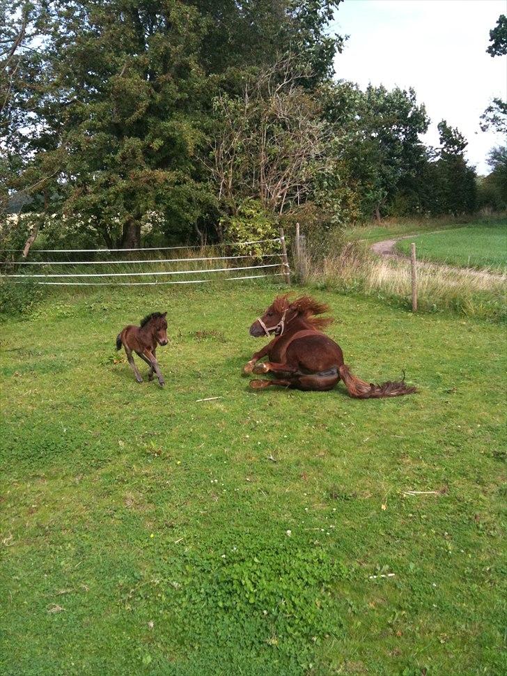 Shetlænder Cosmo<3 billede 3