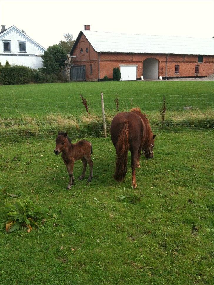 Shetlænder Cosmo<3 billede 4