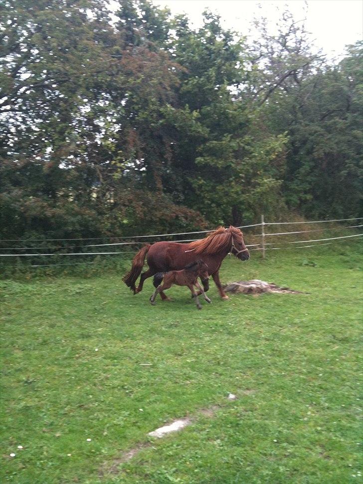 Shetlænder Cosmo<3 billede 5