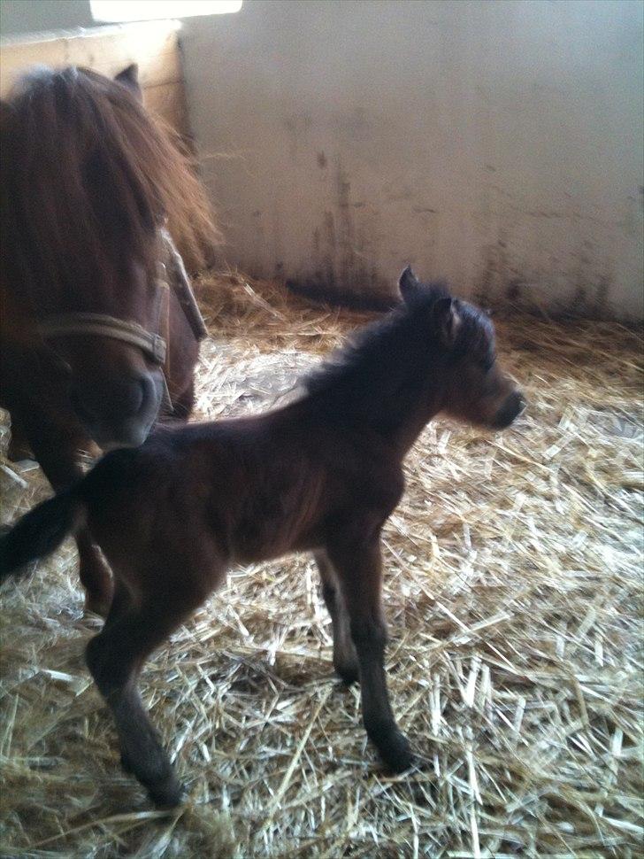 Shetlænder Cosmo<3 - ca. 30 min. gammel<3 billede 6