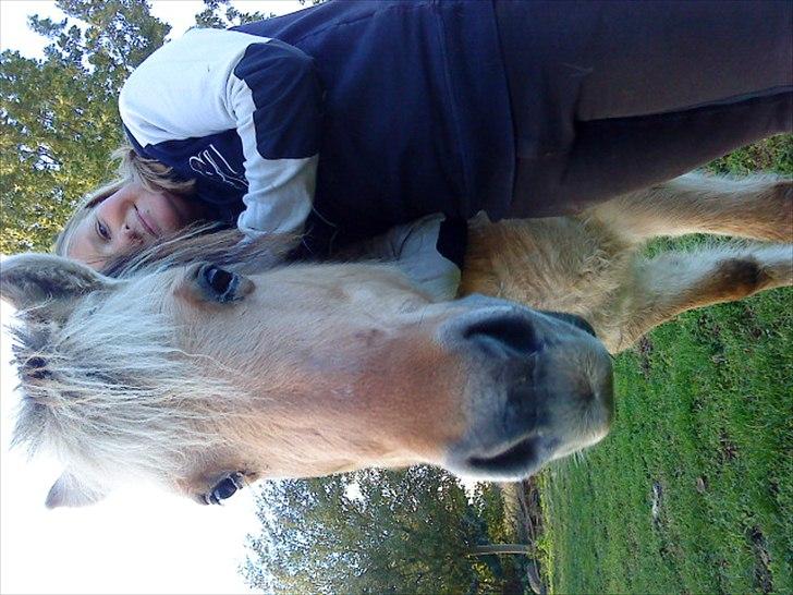 Fjordhest Lotte <3  billede 16