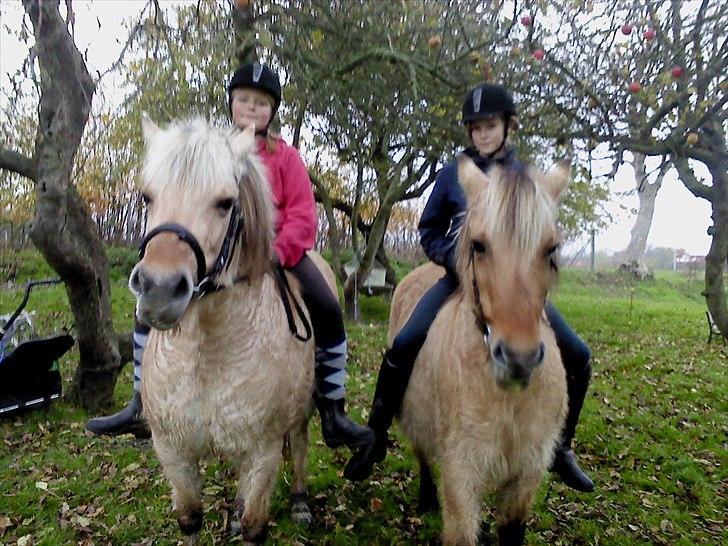 Fjordhest Lotte <3  billede 17