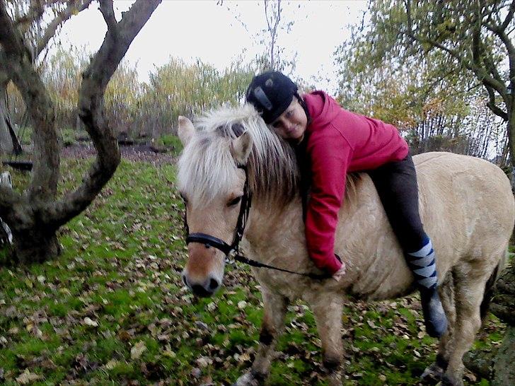 Fjordhest Lotte <3  billede 18