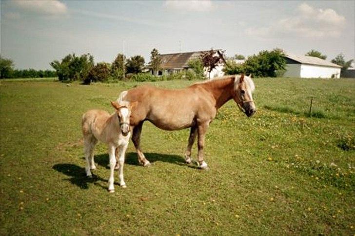 Haflinger Gildegaardens Havanna - som føl sammen med sin mor billede 13