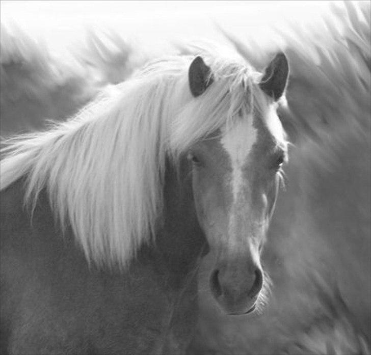 Haflinger Gildegaardens Havanna billede 14