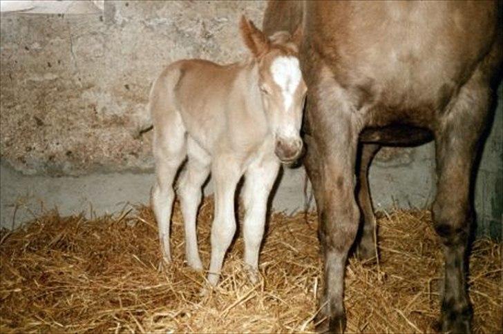 Haflinger Gildegaardens Havanna - lille havanna billede 16