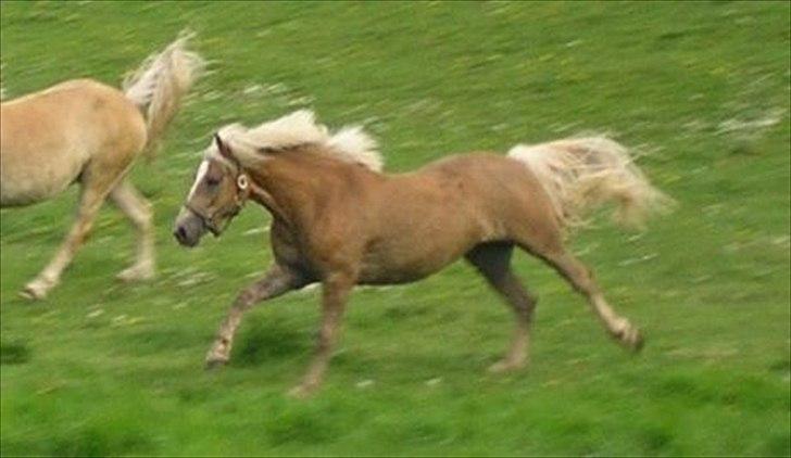 Haflinger Gildegaardens Havanna - ung og i fart billede 18