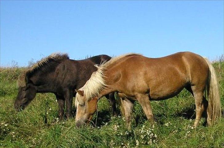 Haflinger Gildegaardens Havanna - spiser... billede 19