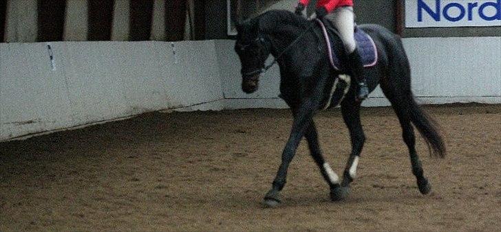 Dansk Varmblod De Noisette - sidst i okt... foto: Camilla Madsen billede 16