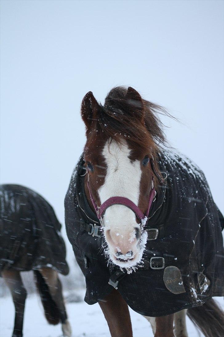 Welsh Cob (sec D) Thers Hey Harlekin - Velkommen til Harlekins profil. NUARH! ;D SØd Harlekin i sneen :´)  billede 1