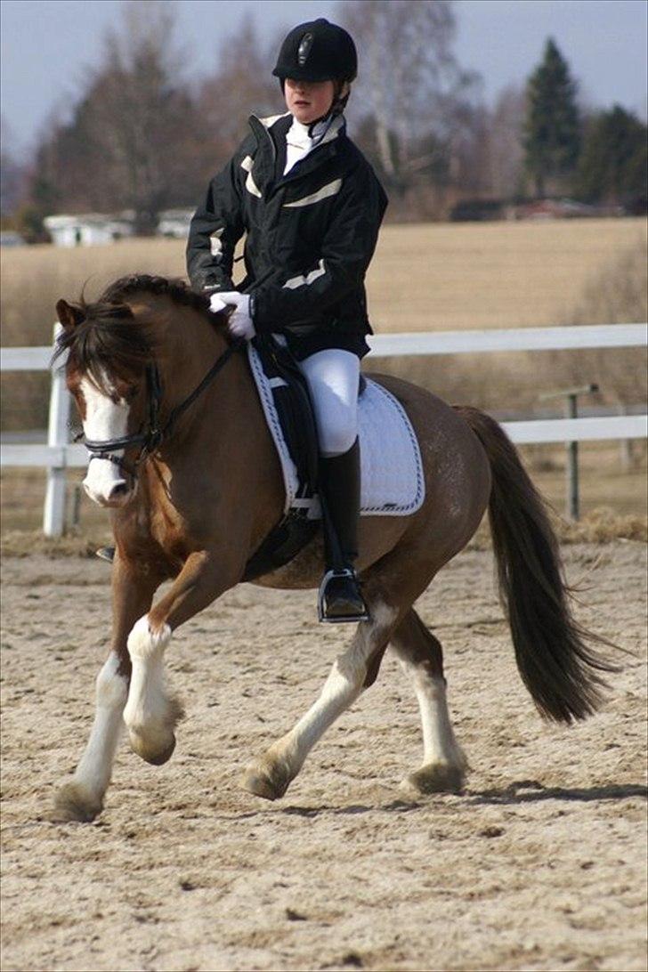 Welsh Cob (sec D) Thers Hey Harlekin - Stævne d. 20. marts. 2011 En småtræt og lidt dyb, men en SUPER sød Harlekin :-D <3 FOTO: Karen Ramalu (-: billede 3