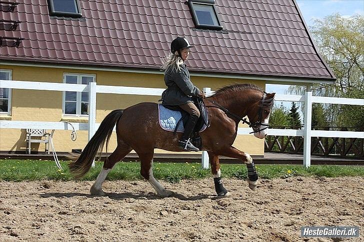Welsh Cob (sec D) Thers Hey Harlekin - Maria og Harlekin i 2010 (: Foto Michala  billede 4