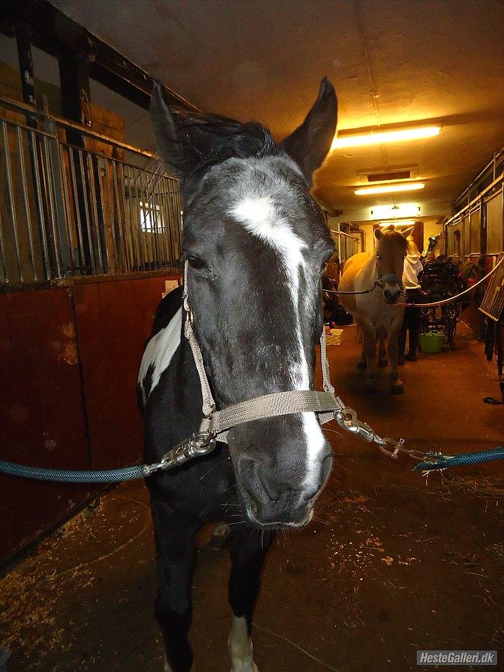 Anden særlig race Bounty ( TIDLIGER DRØMME PART ) - er jeg ikke sej med min nye fris(foto: stino tak billede 13