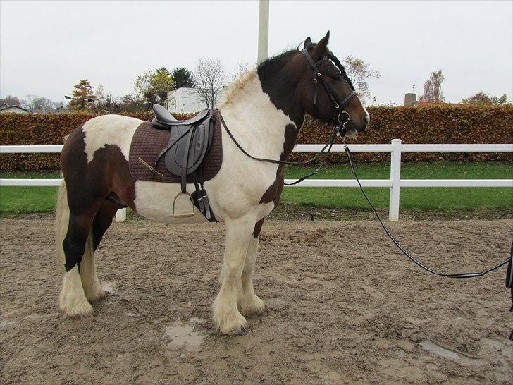 Irish Cob Troja billede 10