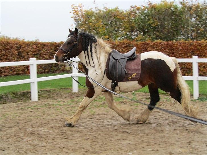 Irish Cob Troja billede 11