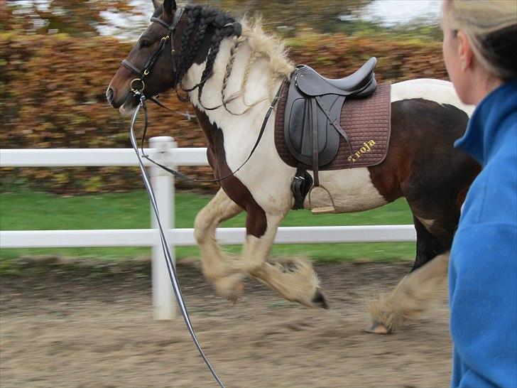 Irish Cob Troja billede 12