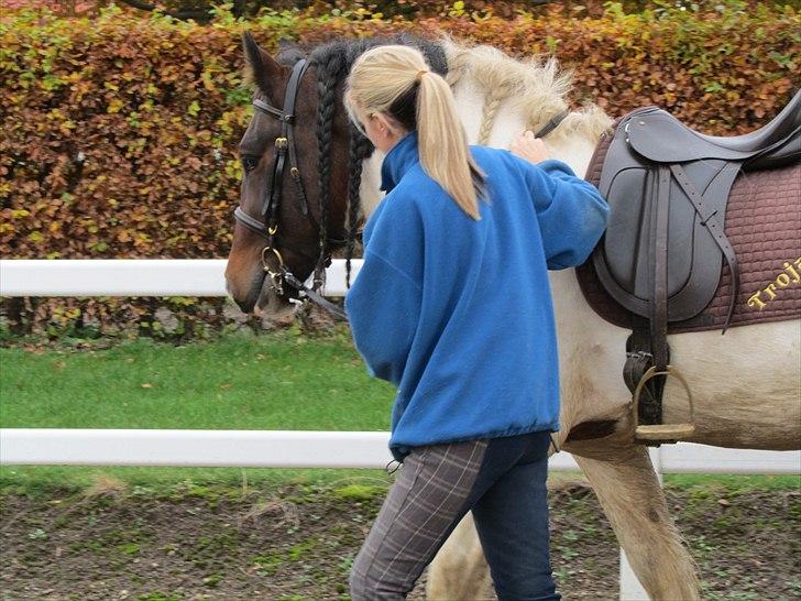 Irish Cob Troja billede 13