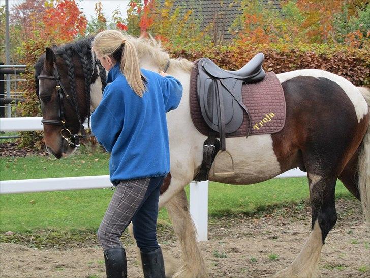 Irish Cob Troja billede 14