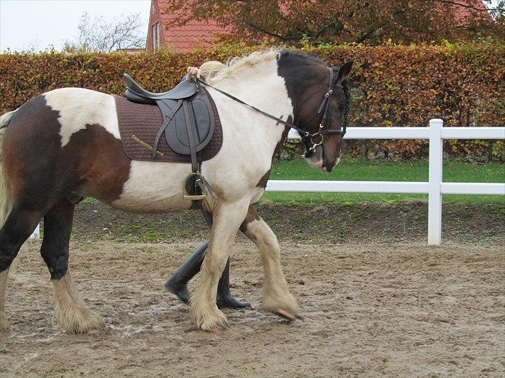 Irish Cob Troja billede 15