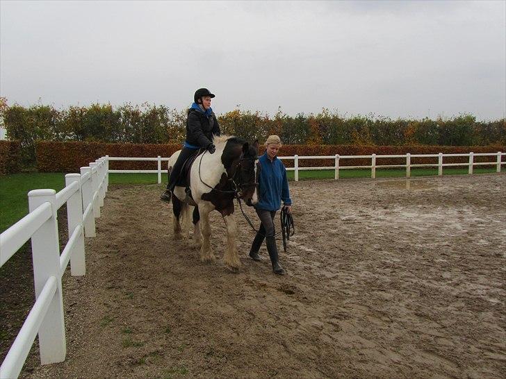 Irish Cob Troja billede 16