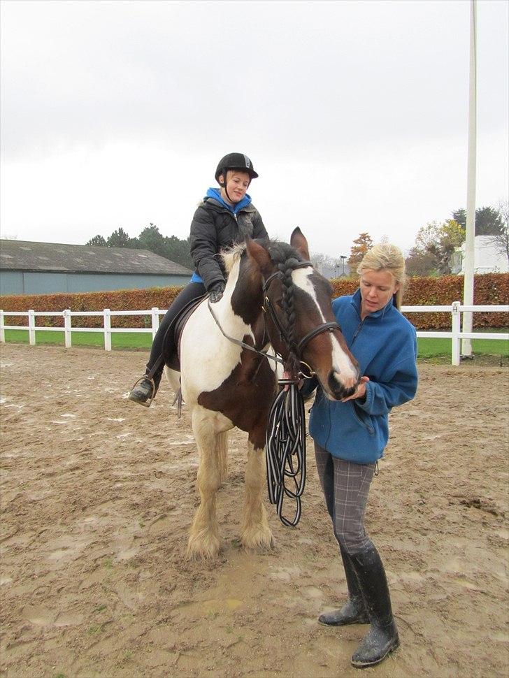 Irish Cob Troja billede 17