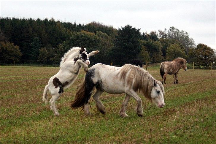 Tinker Greystones Edison - Grrrr! Pas på den lille bitte farlige hingst!!! billede 12