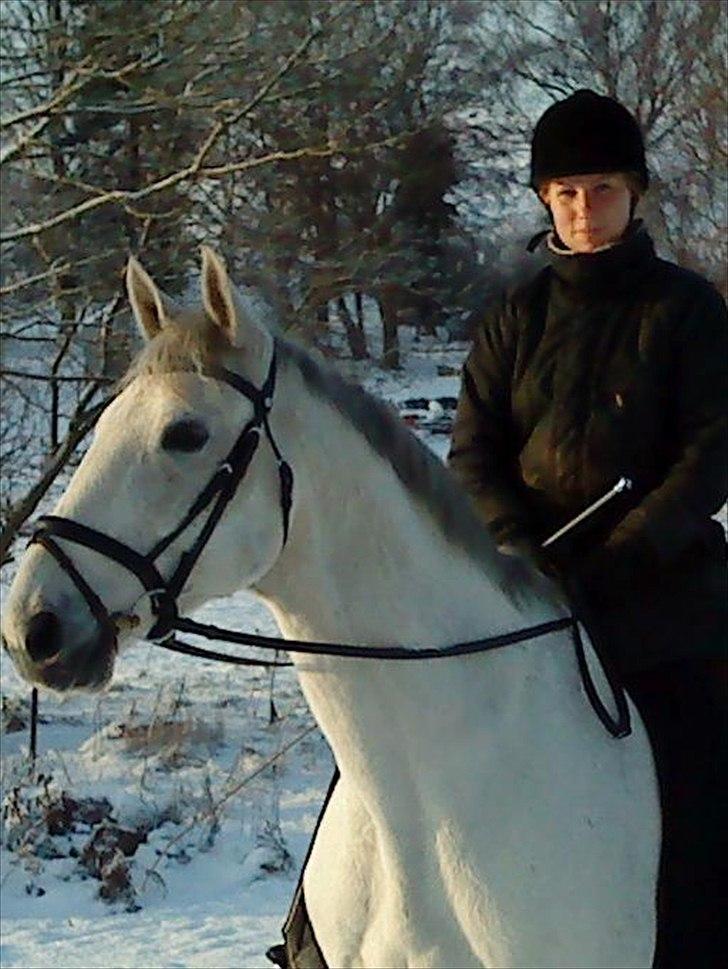 Trakehner Internet Firfod billede 13