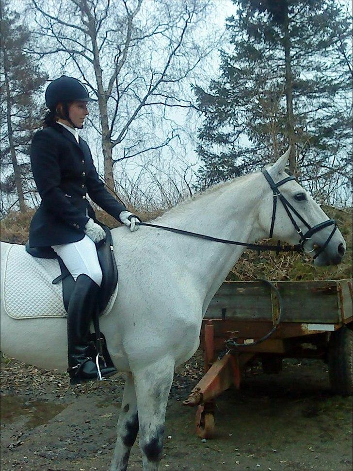 Trakehner Internet Firfod billede 16