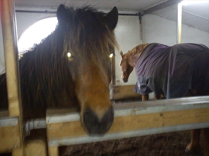 Islænder Sleipnir billede 1