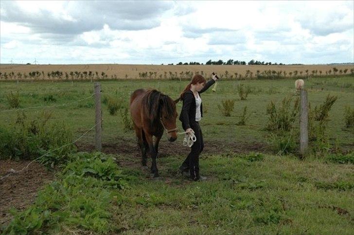 Islænder Sleipnir billede 2