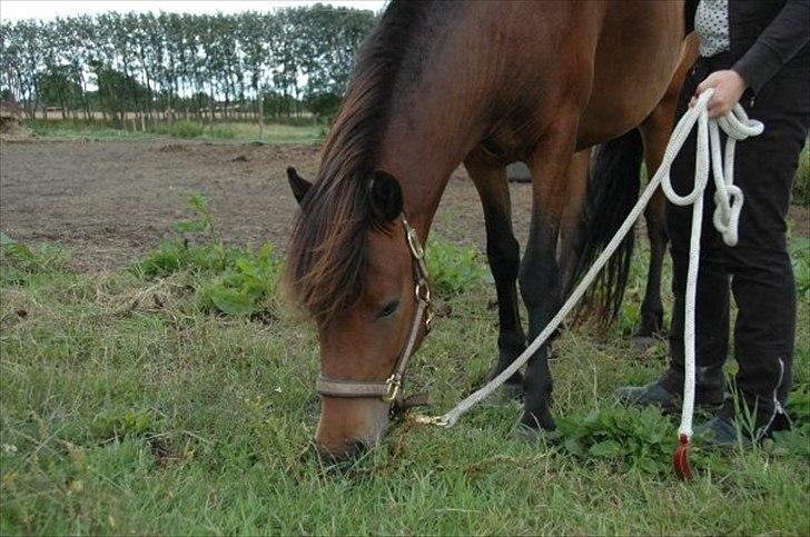 Islænder Sleipnir billede 3