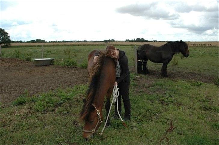 Islænder Sleipnir billede 4