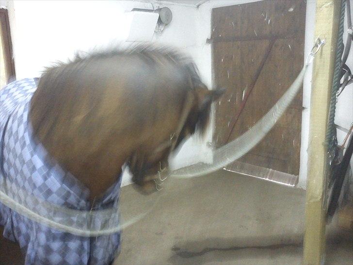 Islænder Sleipnir billede 5