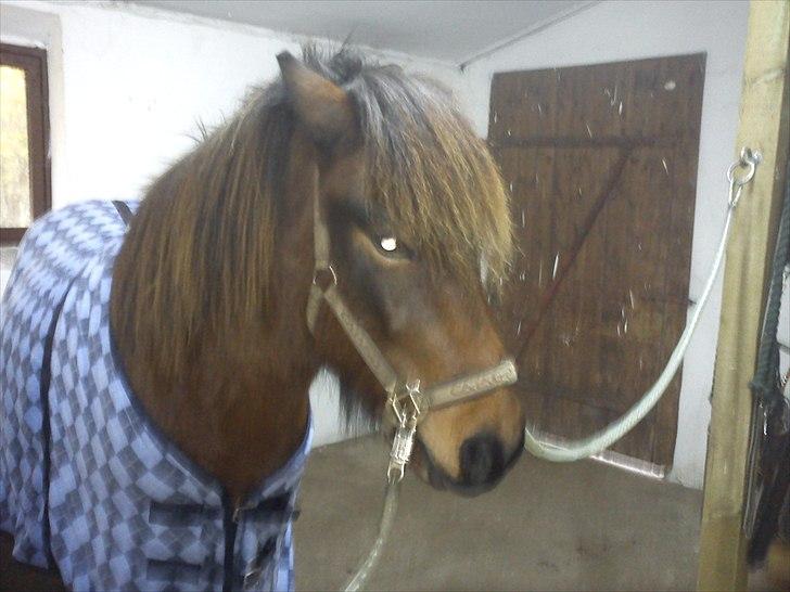 Islænder Sleipnir billede 6