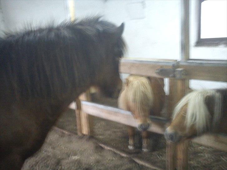 Islænder Sleipnir billede 7