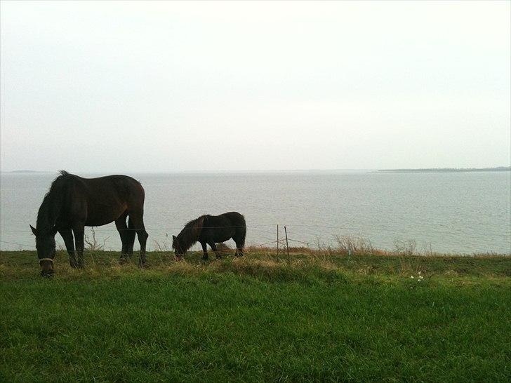 Shetlænder mille - mille og odessa billede 2
