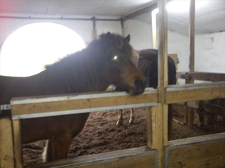 Islænder Sleipnir billede 8