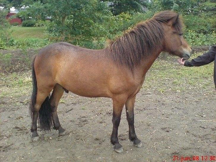 Islænder Sleipnir billede 9