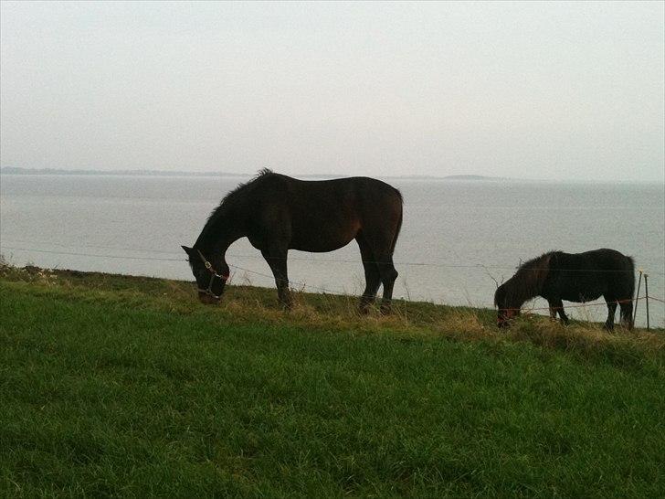 Shetlænder mille - mille og odessa billede 3