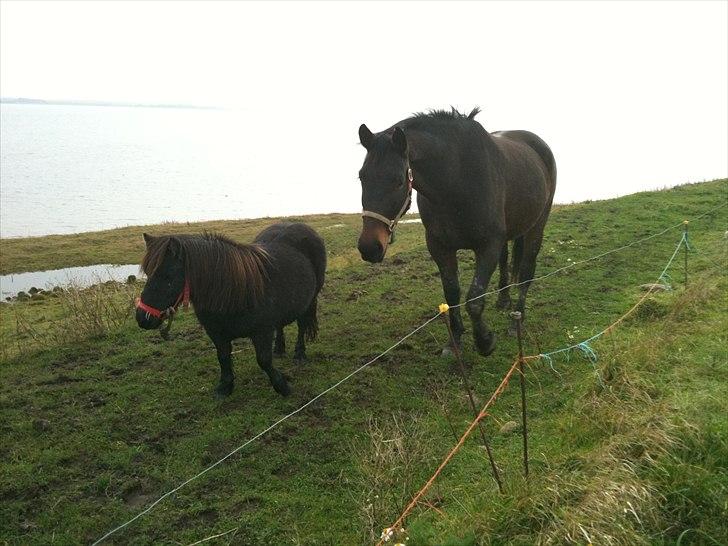 Shetlænder mille - mille og odessa billede 4