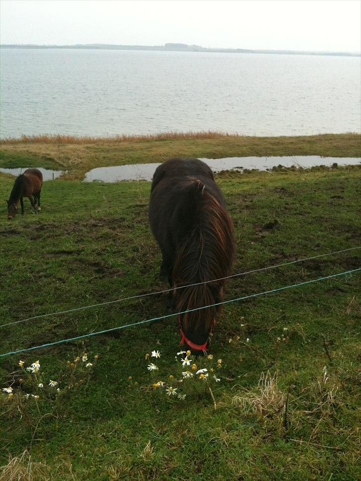 Shetlænder mille - mille :) billede 5