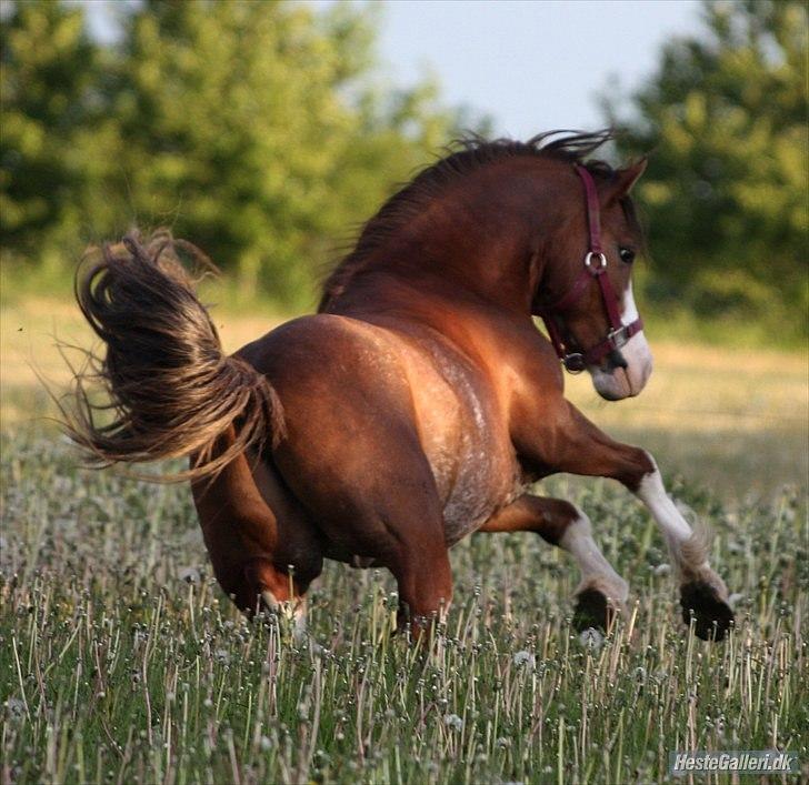 Welsh Cob (sec D) Thers Hey Harlekin - Haha. :b Fede med kulder i hovedet! :b Foto Michala  billede 5