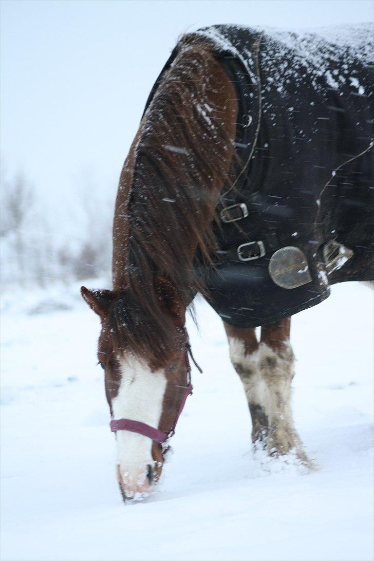 Welsh Cob (sec D) Thers Hey Harlekin - Den dejlige pony vinter 2010 :D FOTO: KNL FOTO billede 6
