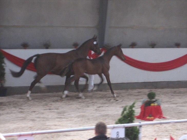 Dansk Varmblod A.B. Chardonnay "SOLGT" billede 19