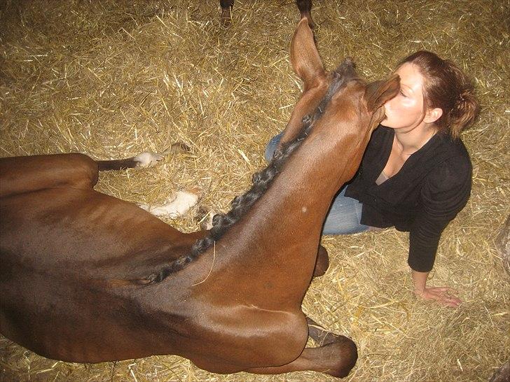 Dansk Varmblod A.B. Chardonnay "SOLGT" billede 20